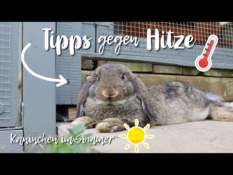 , title : 'Kaninchen im SOMMER ☀️ - Tipps gegen HITZE 🌡 | Kaninchenstar'