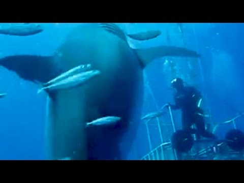 BIGGEST GREAT WHITE SHARK EVER FILMED