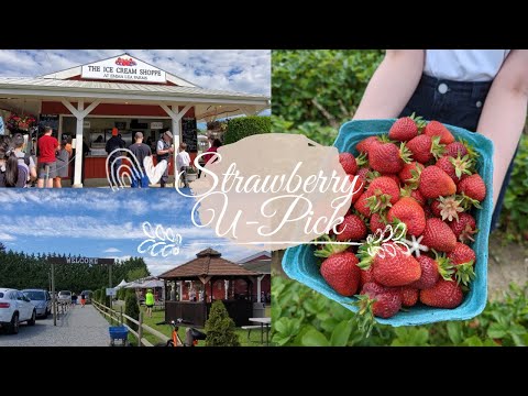 [🇨🇦温哥華Vlog] Surry 人氣農場 Emma Lea Farm| 任摘士多啤梨🍓| Strawberry U-Pick| 周末親子好去處| (中文字幕)