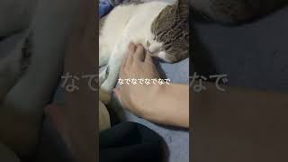 Tatsu_Pと猫 なでなでなでなで