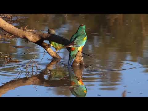 Opwekking 619 Sta op en prijs Hem