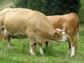 Cows Milking Themselves Kühe Die Sich Gegenseitig Melken