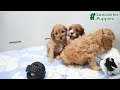 Cavapoo dogs for sale: Maple   - Video 1