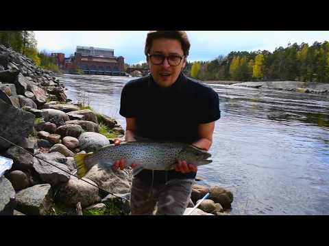 Fishing for trout in Dalälven river, in central Sweden - 3 May 2020 - Part 2
