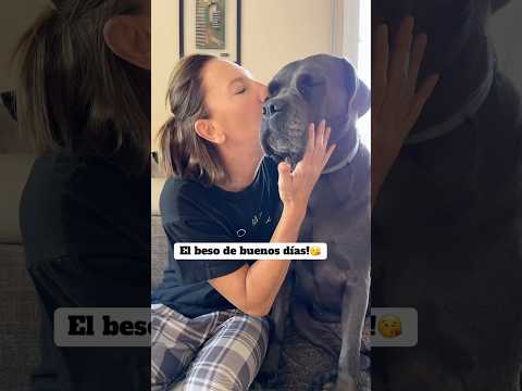 Santa paciencia!🥹 #dogs #dogs#perros#mascotas#shortsdog#shortsvideo#dogshorts