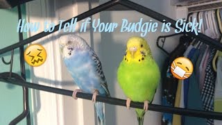 How To Tell If Your Budgie Is Sick