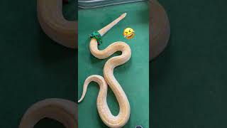 What Do The Animals Do On Christmas??? 🤔🎄#shorts #christmas