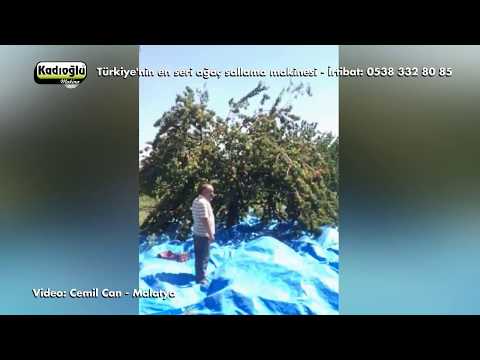 Kayısı Hasat Makinası- Kadıoğlu Ağaç Sallama Silkme Makinası İle 👍