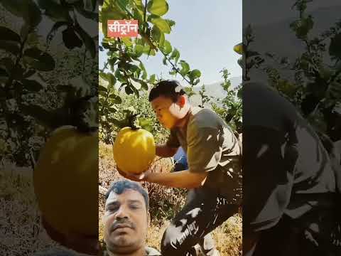 chaina fruits #farming #fruit #amanzingfacts
