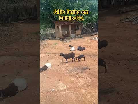 Comunicando com os Carneiros no Sítio dos Farias. Baixio-CE.