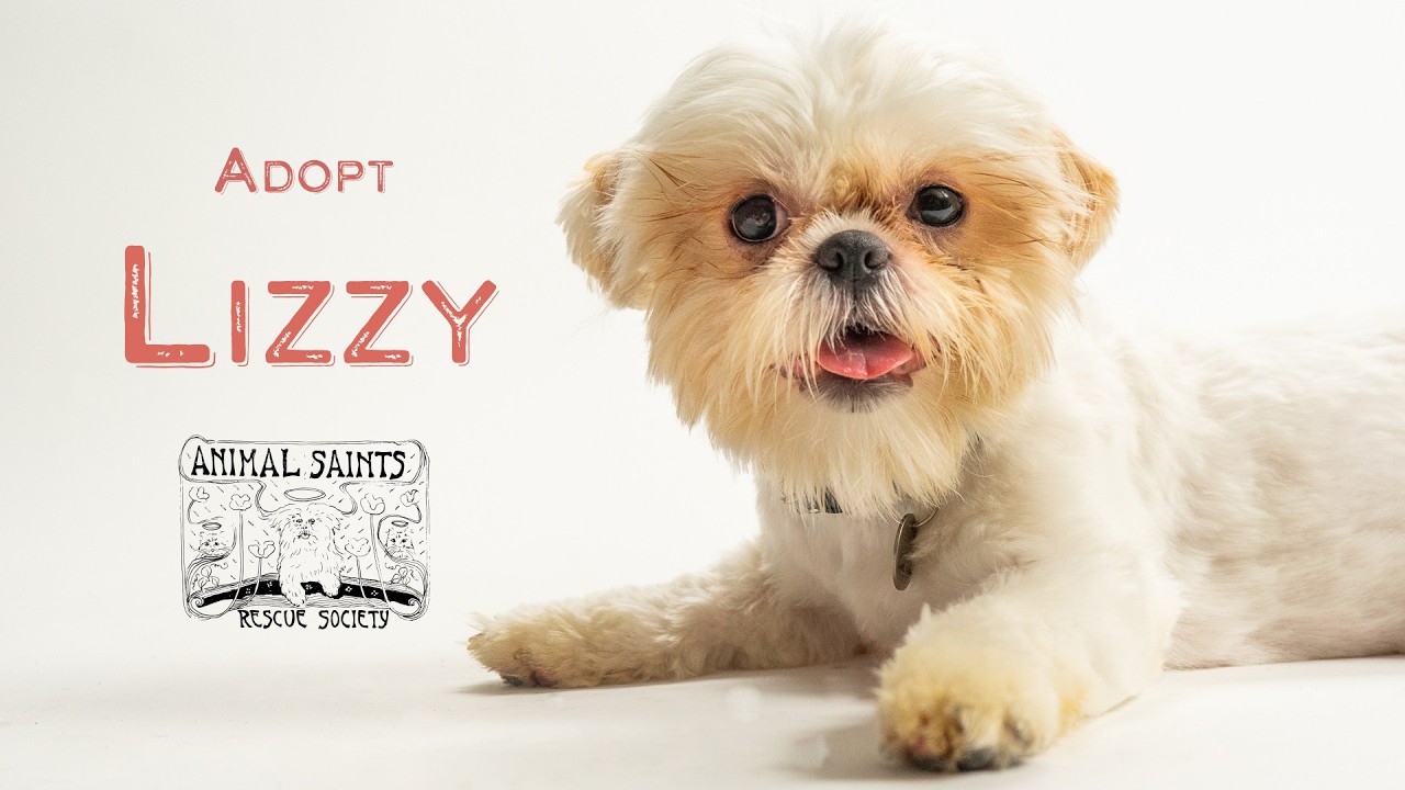 Lizzy, a ADOPTABLE mixed breed in Fort Montgomery, NY video 6/6