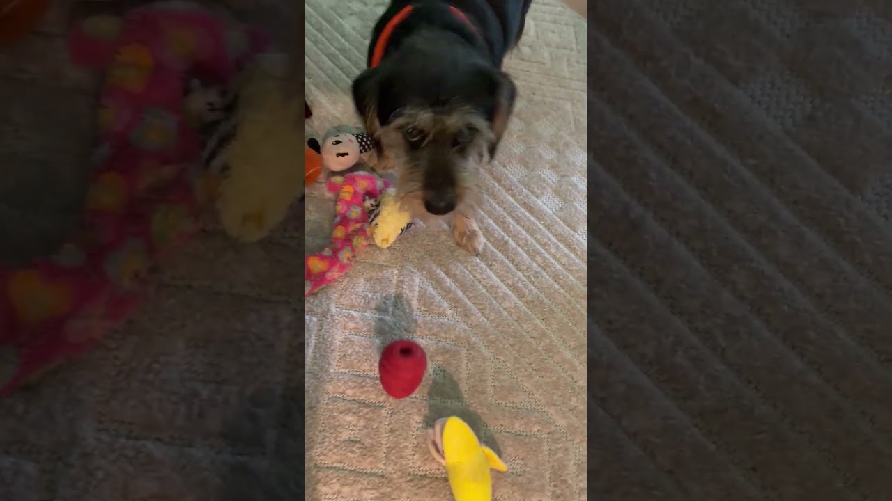 Enlarge DUNCAN, a Adopted mixed breed in norwalk, CT video 2/6