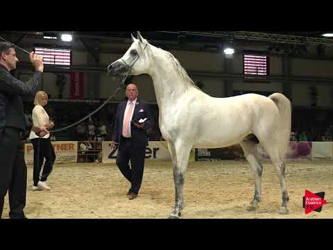 N 81 ANTARIS OS   Wels 2019   Stallions 7 to 10 years old Class 12