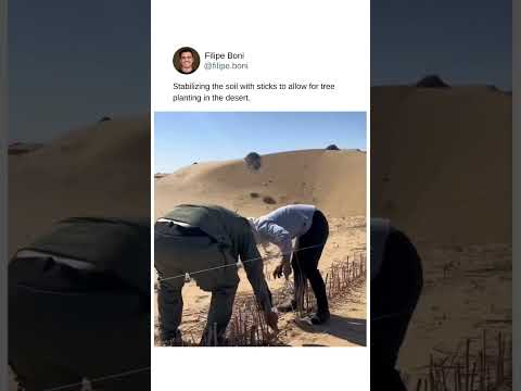 Stabilizing the soil with sticks to allow for tree planting in the desert