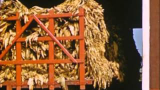Le tabac jaune du Québec