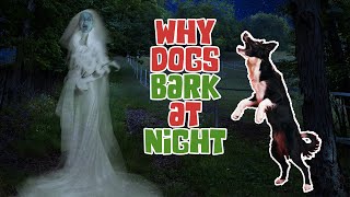 Reasons of Dog Barking at Night and How to Stop it