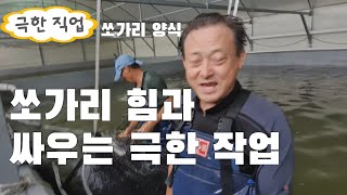 양식 쏘가리 엄청난 힘과 쏘가리 양어장 극한작업