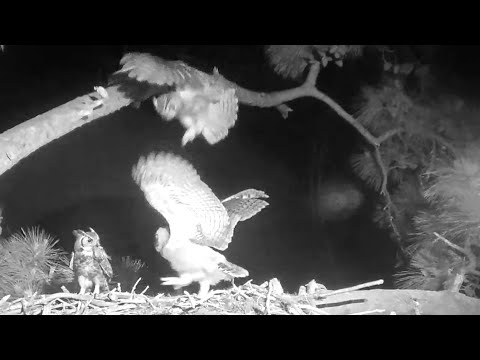 Great Horned Owl~Happy Reunion! Dad brings a bird for his Family~00:39 AM 2022/04/12