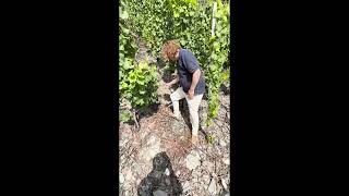 YouTube: Weingut Dr. Loosen Mosel  Wehlener Sonnenuhr Riesling Tradition