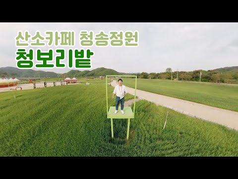 [온통청송] 산소카페 청송정원 청보리밭