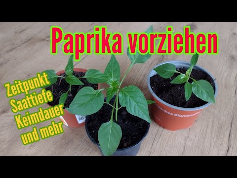 , title : 'Paprika anbauen: Aussäen und pikieren Vorziehen von Paprika Pflanzen Anzucht'
