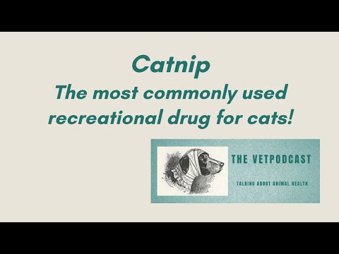 Catnip, the most commonly used recreational drug for cats!