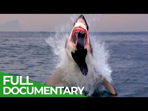 Shark Business | Blue Realm | Free Documentary Nature
