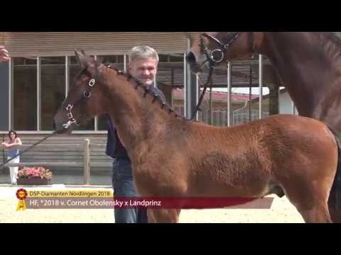 KN 12: HF v. Cornet Obolensky/  Landprinz