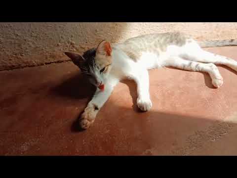 cute cat videos to make you happy........#trending #youtube #cat  #cats