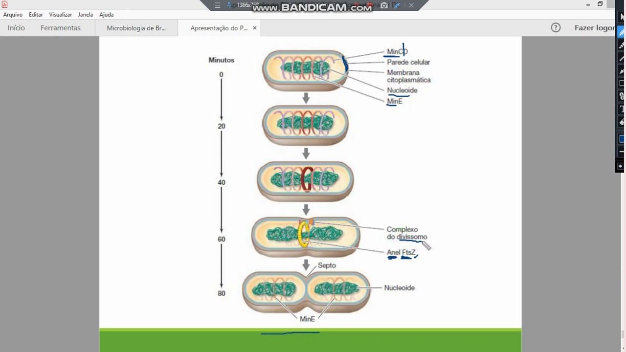 Sala de Estudo #2  Microbiologia |  Fissão Binária