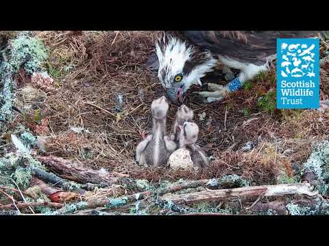 Feeding time - Loch of the Lowes osprey webcam (2021)