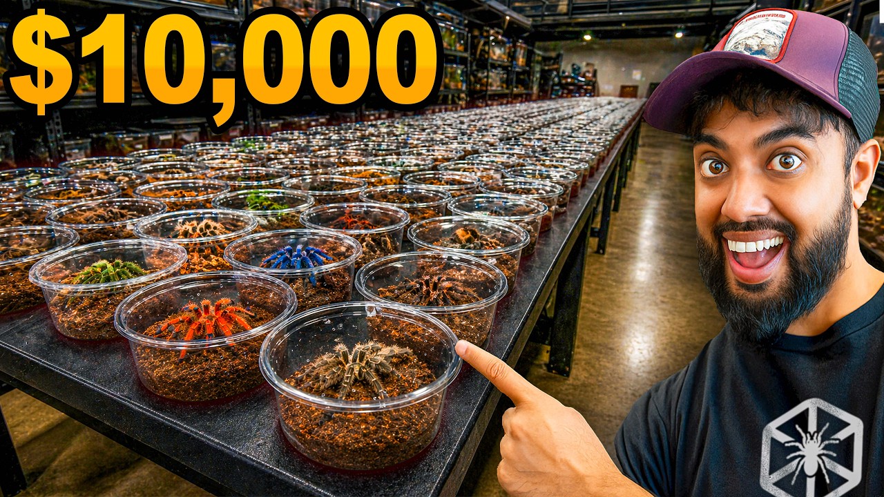 We Got First Pick of $10,000 in Tarantulas!