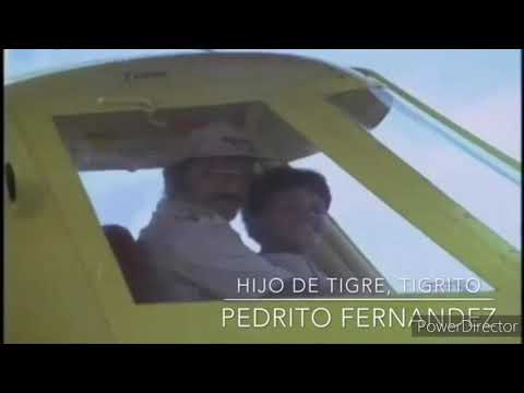 Hijo de tigre tigrito