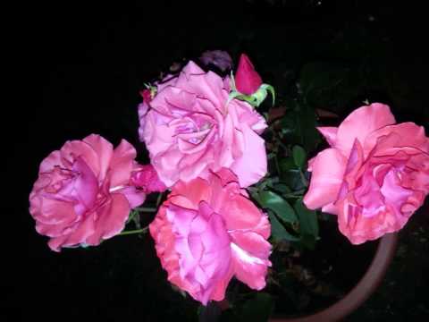 I Give it all...Fijian Gospel song