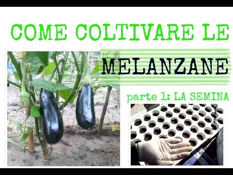 , title : 'COME COLTIVARE LE MELANZANE | La semina in semenzaio'