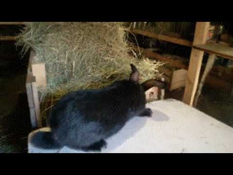 Кролики порода Аляска.