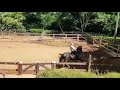 Carlito Elfar ( Orixá de Patrocínio x Sussu Elfar)