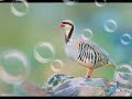 Shantam Shubisa Ana Na Dhiftu Na Ajesti Jaalaltini Best New Oromo Music 2017