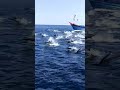 A Group Of Dolphins Was Spotted Flying In The Sea Off Porbandar Fishermen Captured On Camera