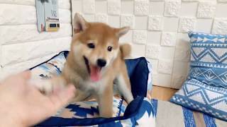 柴犬の動画01