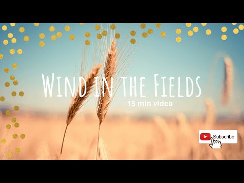 Wind in the fields, 15 mins of Wind for Falling Asleep, Soundscape of Wind Blowing in a Field
