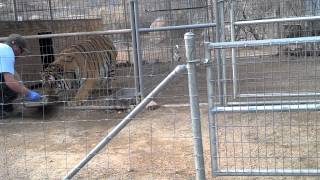 preview picture of video 'Keepers of the Wild Nature Park- Tiger Fed, Eating His Food'