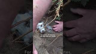 Lost Dog Found Buried In A Rabbit Hole Finally Goes Home | The Dodo