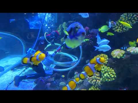 YouTube video
