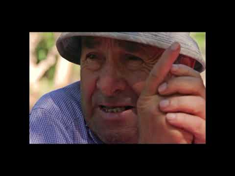 PINO AJENO   Historia Obrera de la Comuna de Quilleco