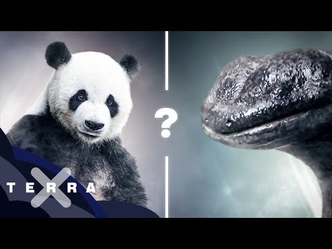 Rettung nur für süße Tiere! – Ist Artenschutz ungerecht?