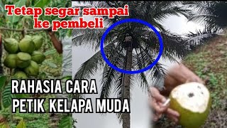 Download lagu RAHASIA CARA PETIK BUAH KELAPA MUDA POHON TINGGI mp3