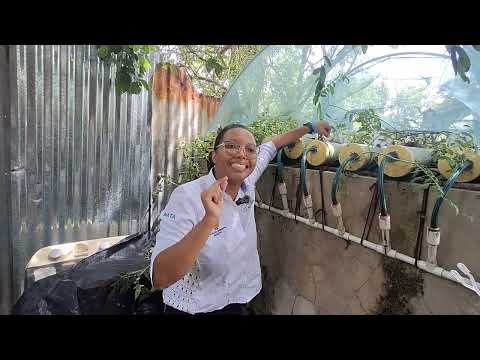 Sistema acuapónico comunitario en Mahates: innovación sostenible para la seguridad alimentaria.