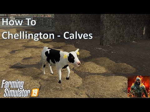 Chellington Valley - Calves with seasons