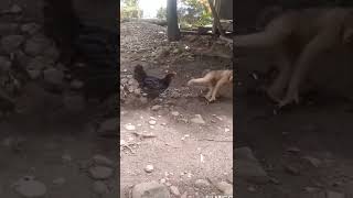 Download lagu MONKEY vs AYAM 😱😱#shorts #shortvideo mp3 Download lagu MONKEY vs AYAM 😱😱#shorts #shortvideo mp3